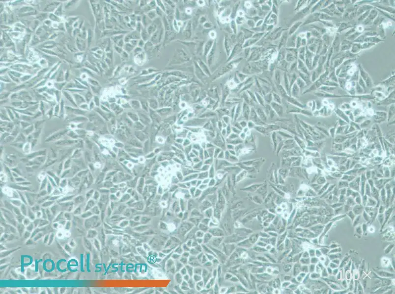 PSN1 Cell Complete MediumPSN1 Cell Complete Medium - 3