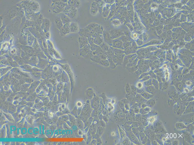 NCI-H358 Cell Complete Medium - small - 4