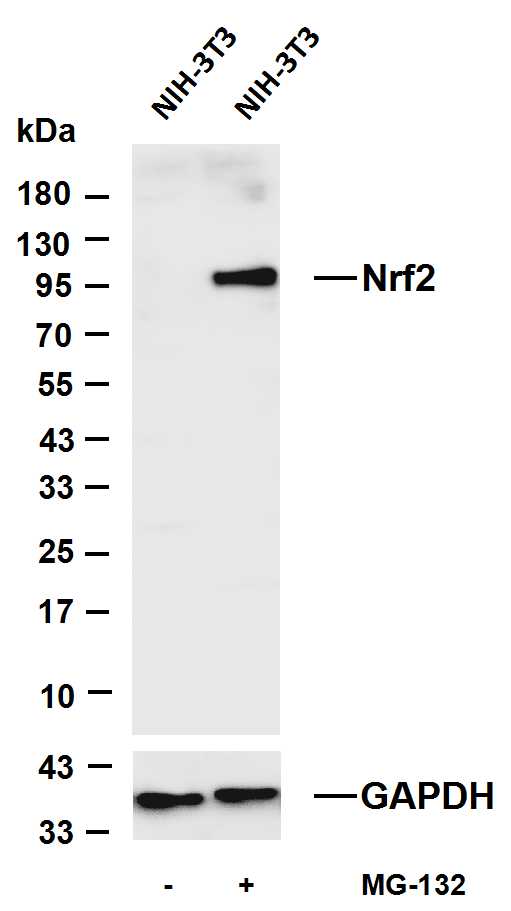 Recombinant Nrf2 Monoclonal Antibody - 2