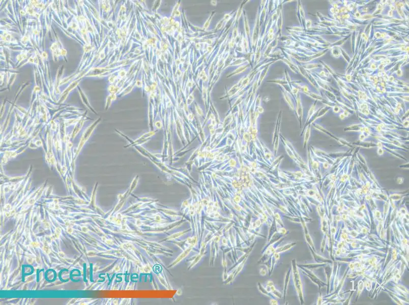 MP38 Cell Complete Medium - 2