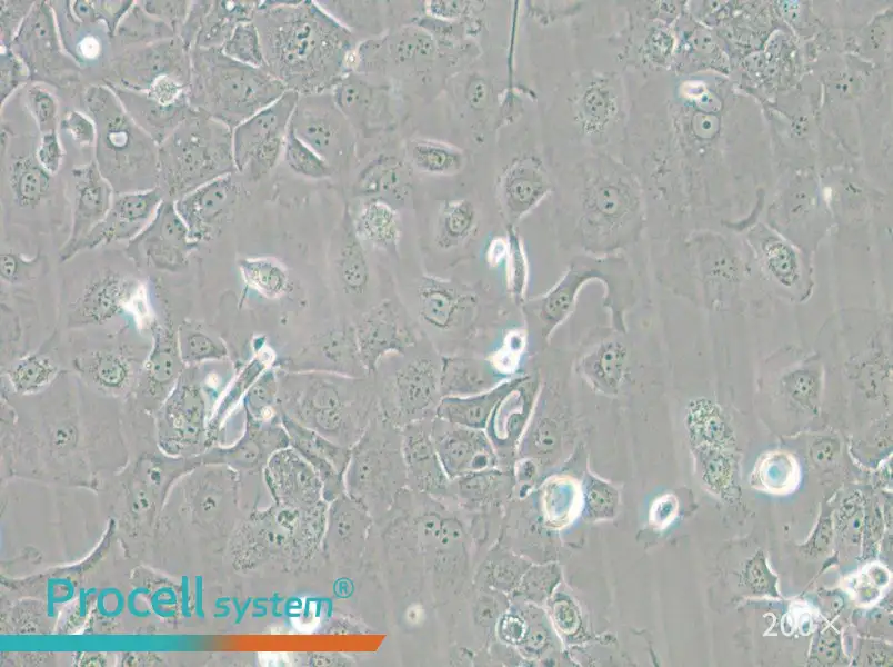 Panc 02.13 Cell Complete Medium - 4