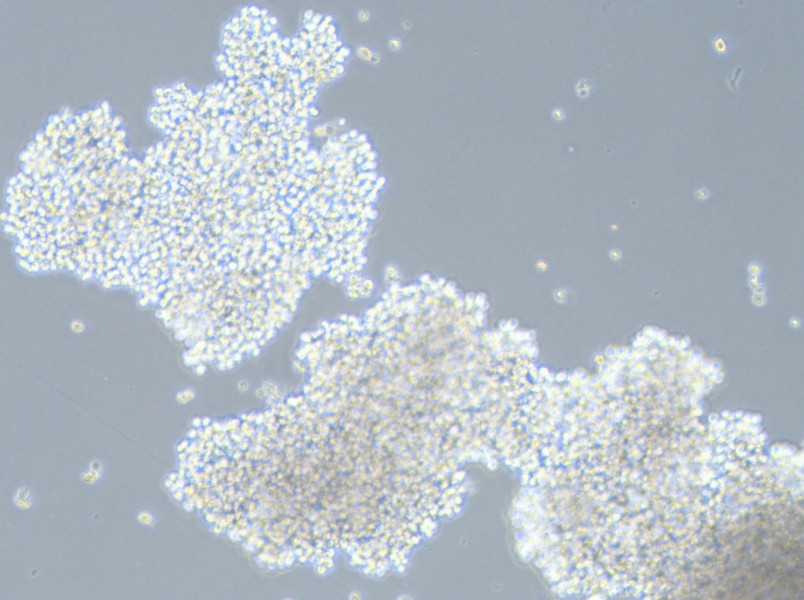 SHP-77 Cell Complete Medium - 2