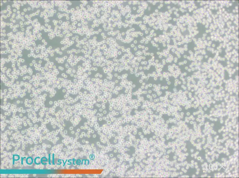 SU-DHL-4 Cell Complete MediumSU-DHL-4 Cell Complete Medium - 2