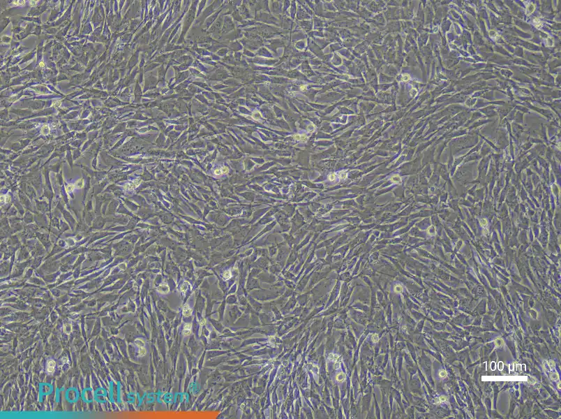 Mouse Lung Fibroblast (Primary cell immortalization) Complete MediumMouse Lung Fibroblast (Primary cell immortalization) Complete Medium - 3