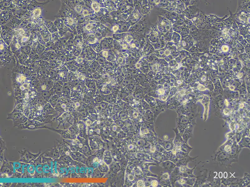 HuH-6 (DMEM) Cell Complete Medium - small - 6