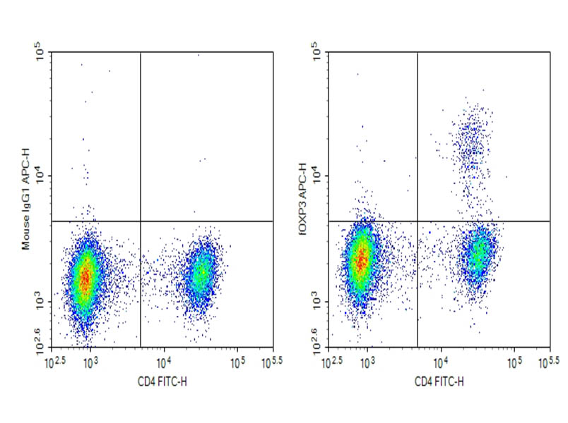Purified Anti-Mouse Foxp3 Antibody[3G3] - 1