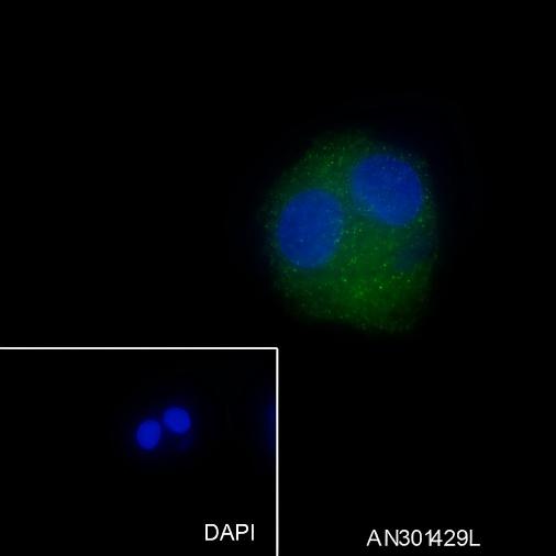 Recombinant ALDH1L1 Monoclonal Antibody - small - 4