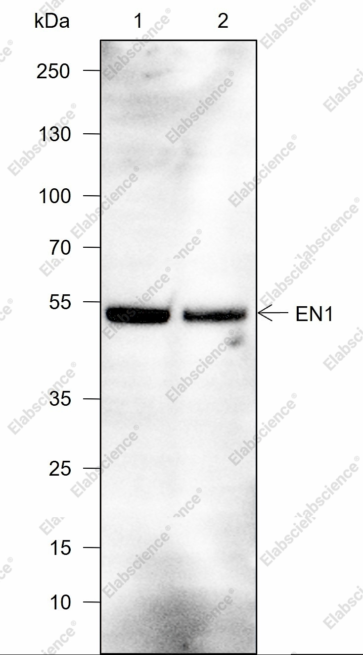 Recombinant EN1/Engrailed 1 Monoclonal Antibody - 1