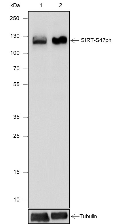Recombinant Phospho-SIRT1(Ser47) Monoclonal Antibody-searchlist-1