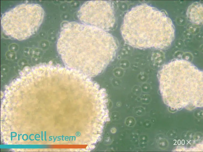 NK-92 Cell Complete Medium - small - 5