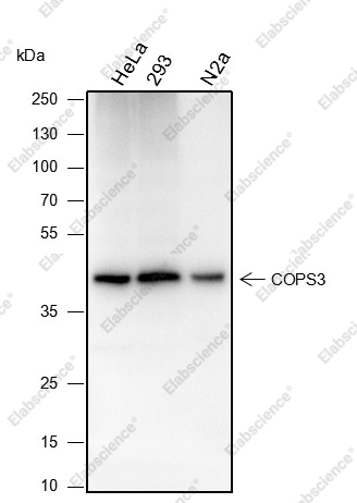 Recombinant COPS3 Monoclonal Antibody - 1