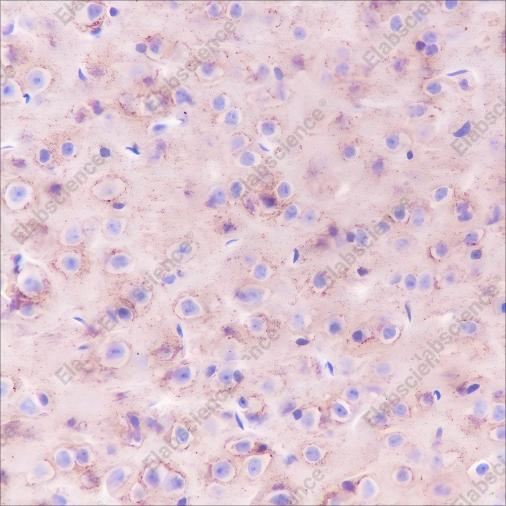 Recombinant Prion protein PrP Monoclonal Antibody - 3