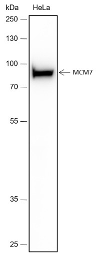 Recombinant MCM7 Monoclonal Antibody-searchlist-1