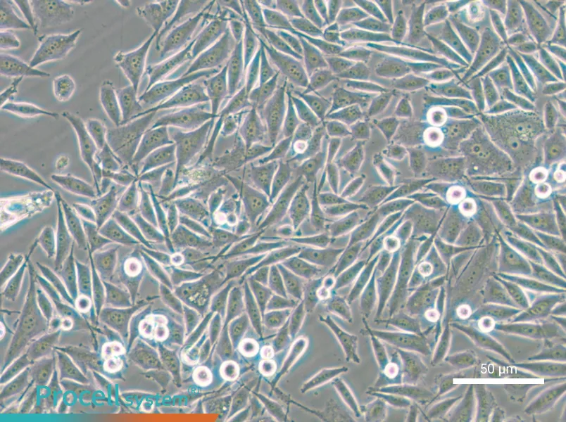 PC-3-GFP - 7
