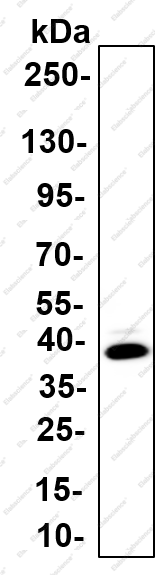 Recombinant SFRP1 Monoclonal Antibody - 1