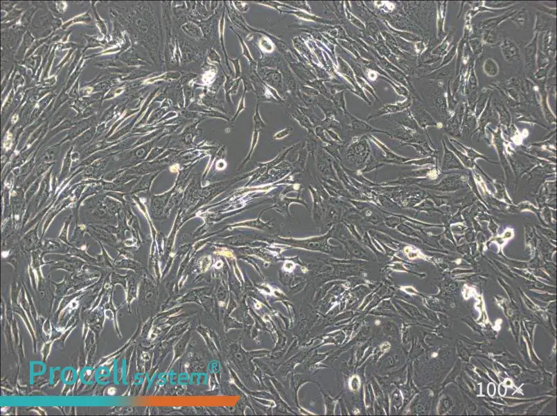 FRhK-4 Cell Complete Medium - 2