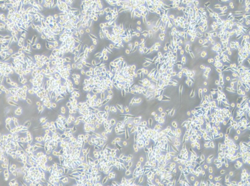 MKN-45 Cell Complete Medium - 3