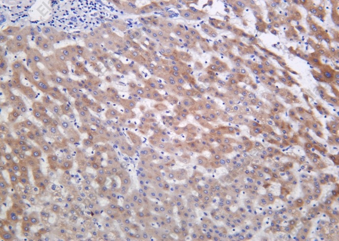 Recombinant Inhibin β-E Monoclonal Antibody - 1