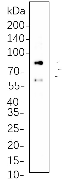 Recombinant Lamin A/C Monoclonal Antibody-searchlist-1