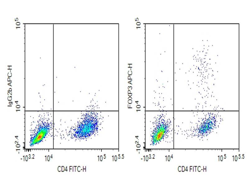 Purified Anti-Mouse FOXP3 Antibody[MF-14] - 1