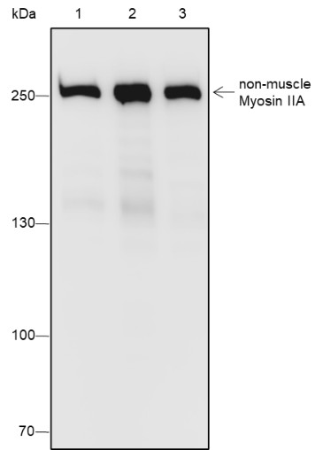 Recombinant non-muscle Myosin IIA Monoclonal Antibody-searchlist-1
