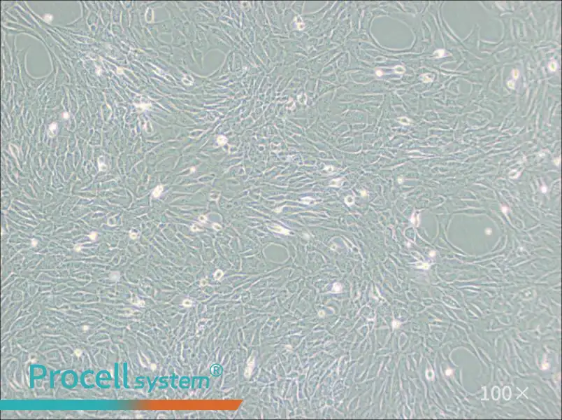 HT22 Cell Complete Medium - 2