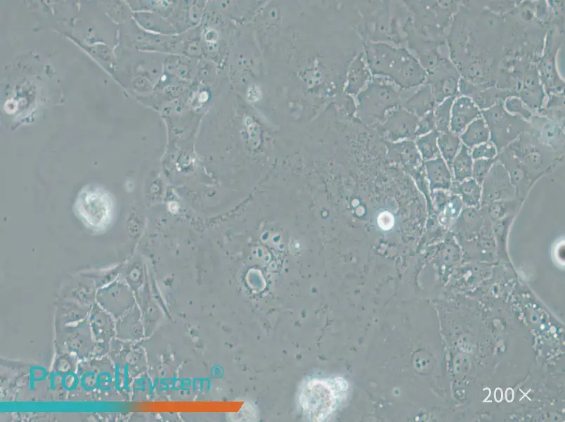 SU.86.86 Cell Complete Medium - 6
