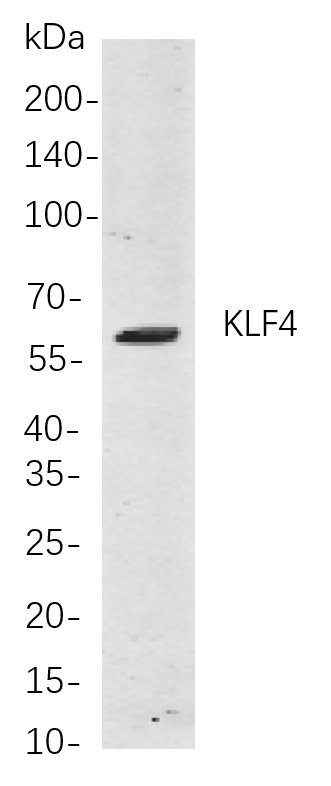 Recombinant KLF4 Monoclonal Antibody-searchlist-1