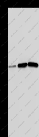 MAGEA3 Polyclonal Antibody - 1