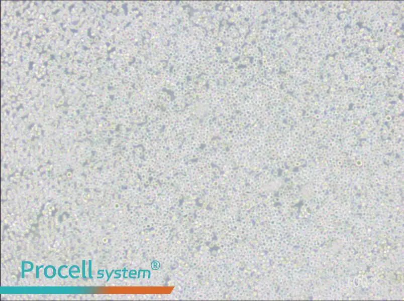 MEL Cell Complete Medium - 2