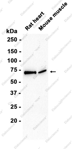 Recombinant ALOX15 Monoclonal Antibody - 2