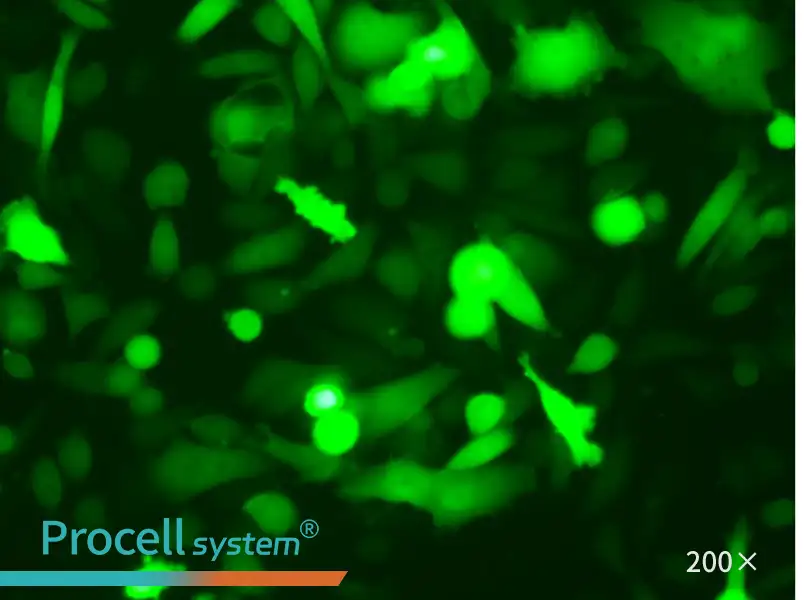 PC-3-LUC-EGFP Cell Complete Medium - 3