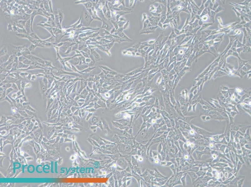 SK-Hep-1 Cell Complete Medium - 3