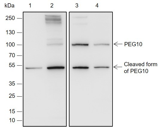 Recombinant PEG10 Monoclonal Antibody-searchlist-1
