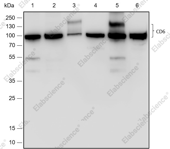 Recombinant CD6/T12 Monoclonal Antibody - 1