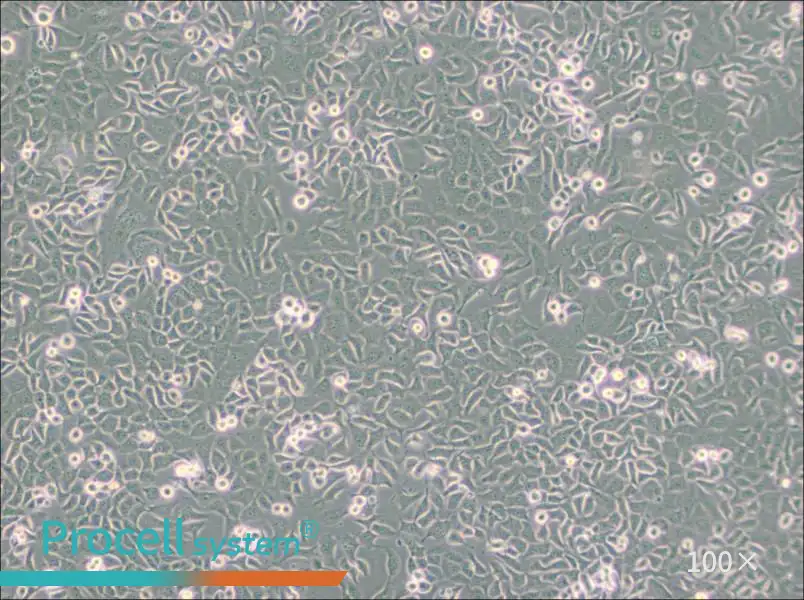 SHZ-88 Cell Complete Medium - 3