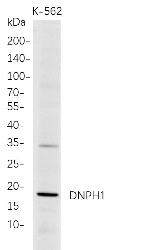 Recombinant DNPH1 Monoclonal Antibody-searchlist-1