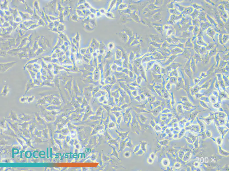 RM-1 Cell Complete Medium - small - 6