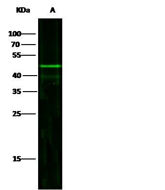Recombinant JNK2/MAPK9 Monoclonal Antibody - small - 4