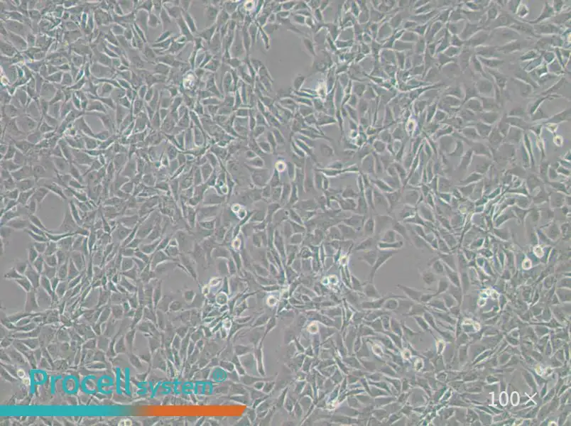 NIH/3T3-GFP Cell Complete MediumNIH/3T3-GFP Cell Complete Medium - 2