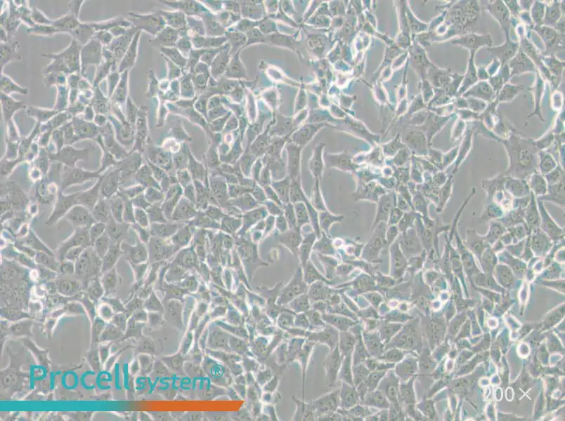 MC38 Cell Complete Medium - 6