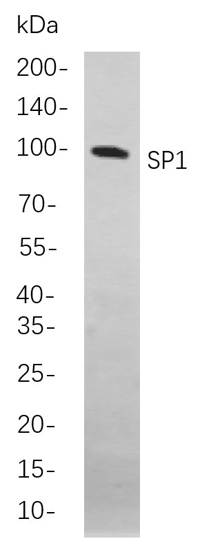 Recombinant SP1 Monoclonal Antibody-searchlist-1
