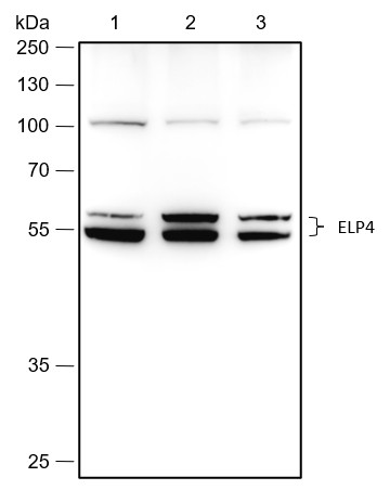 Recombinant ELP4 Monoclonal Antibody-searchlist-1