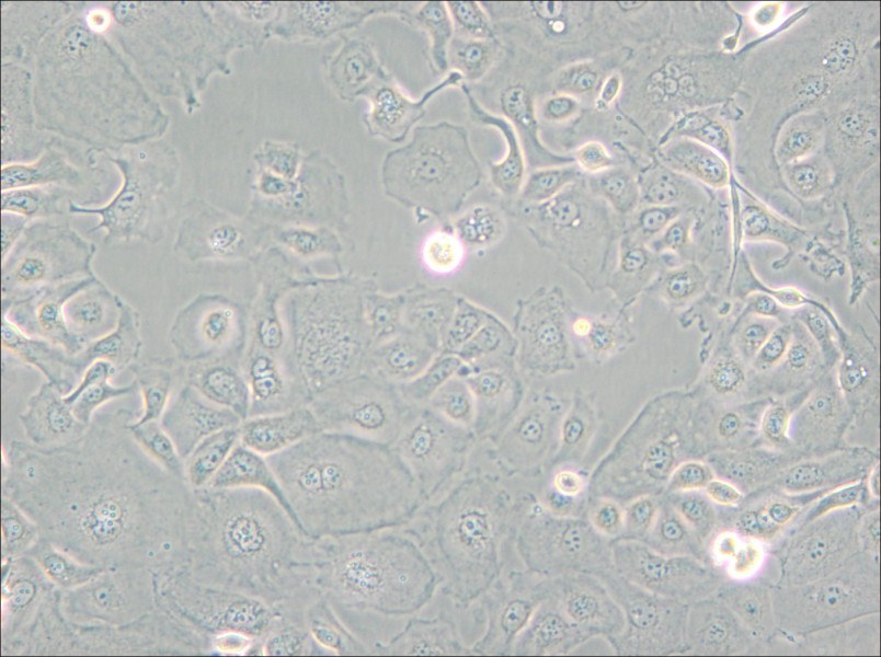 KLE Cell Complete Medium - small - 4