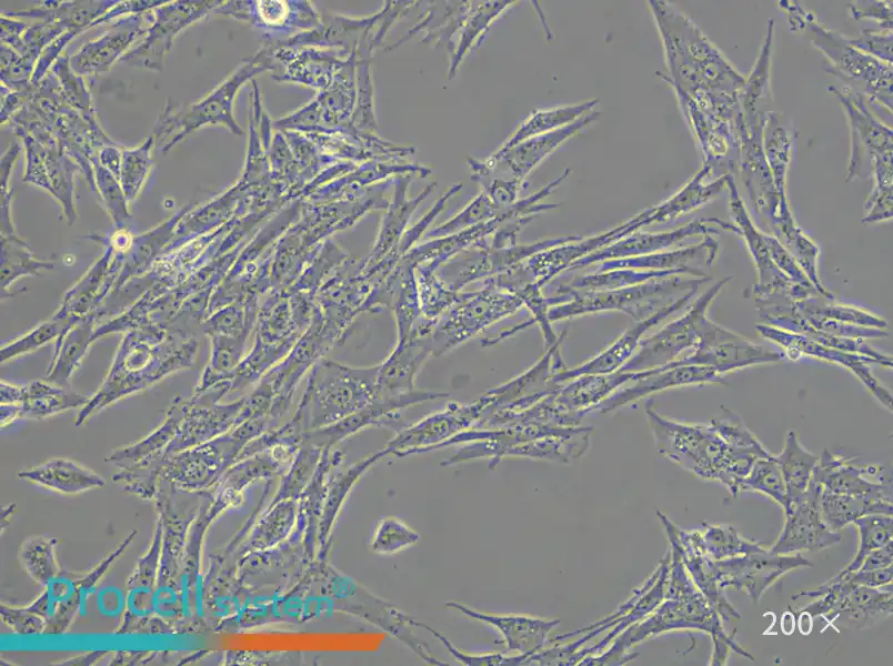 BHK-21 [C-13] Cell Complete Medium - small - 5