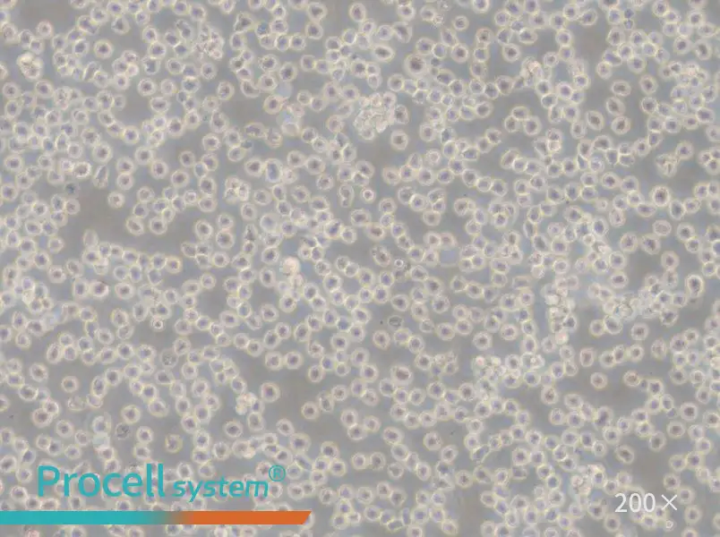 NALM-6 Cell Complete Medium - 6