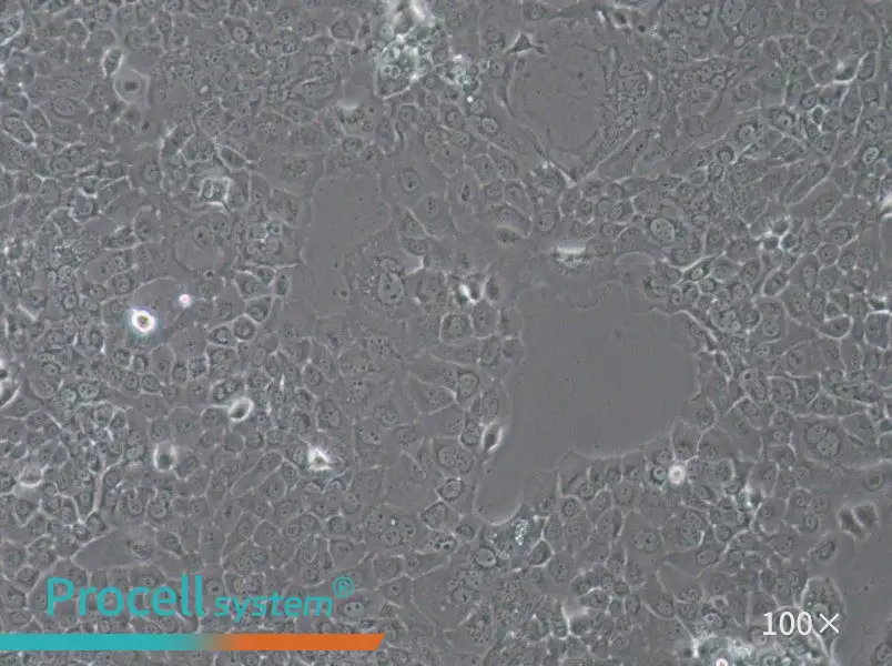 HT-3 Cell Complete MediumHT-3 Cell Complete Medium - 3