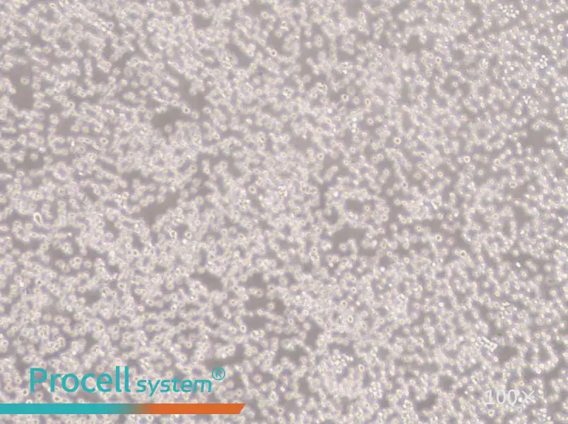 NALM-6 Cell Complete Medium - 1