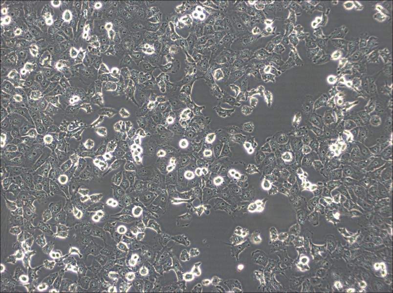 NCI-H1299 Cell Complete Medium-searchlist-1