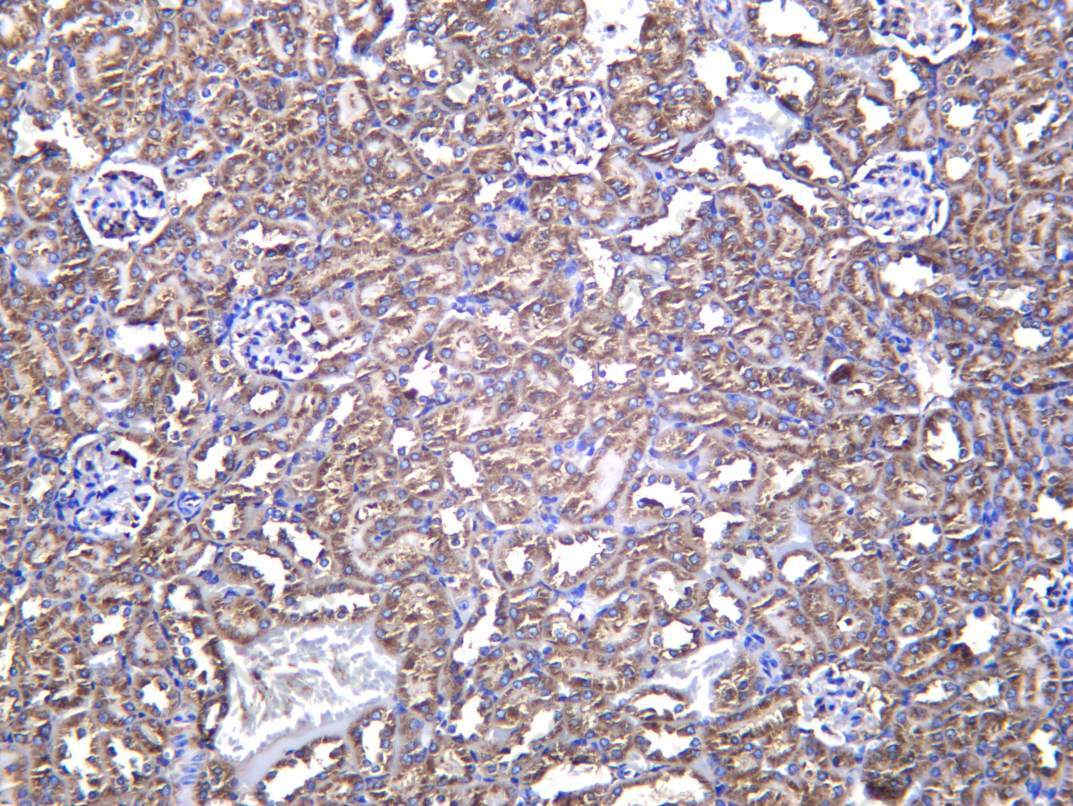 Recombinant Noxa Monoclonal Antibody - 3